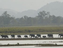 Kaziranga Weekend Package