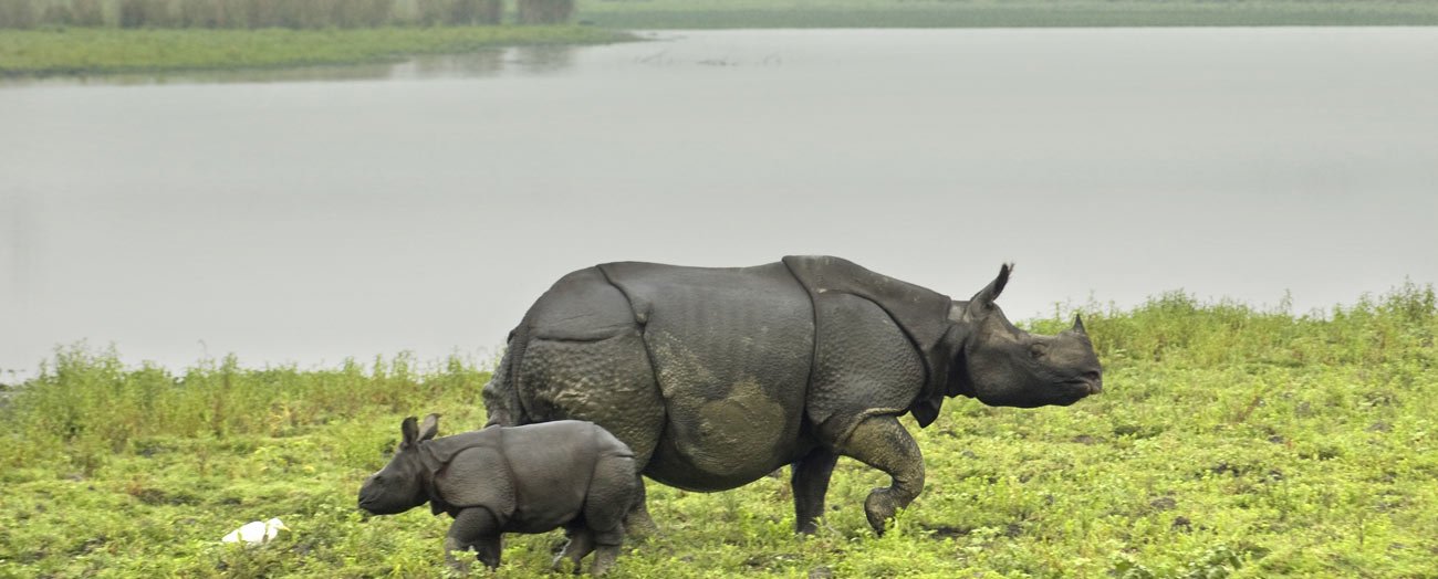 Kaziranga Rhino